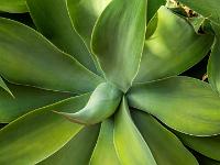 Detail von Drachenbaum Agave